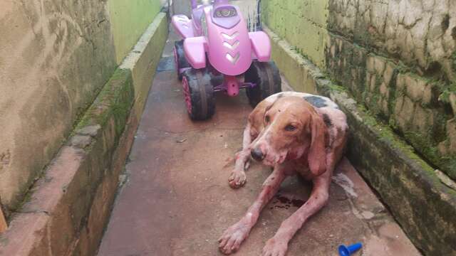 Preso com outros dois cachorros, pitbull ataca e deixa vira-lata ferido