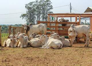 A produtividade hídrica – relação do peso de carne produzido por litros de água utilizados – foi 10,37% maior nas condições de sombra. (Foto: Juliana Sussai/Embrapa)