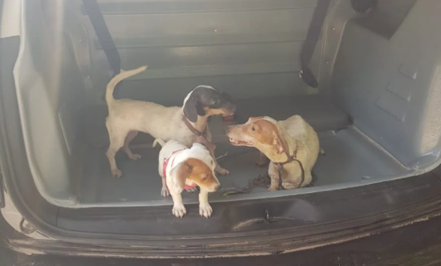Cachorros que viviam amarrados e sem comida s&atilde;o resgatados pela pol&iacute;cia 