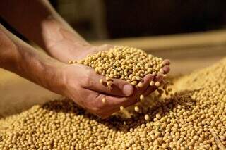 Soja segue sendo o produto sul-mato-grossense mais exportado. Foto: Reprodução