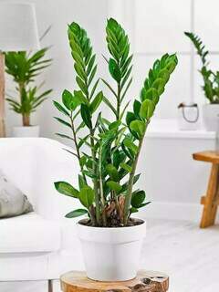 Planta Zamioculca é ideal para ambientes escuros e exige poucos cuidados. (Foto: Pinterest)