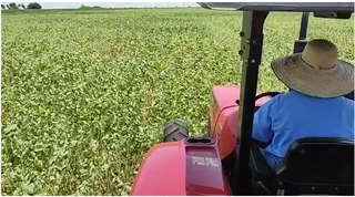 Agricultor poderá antecipar cultivo em 20 dias antes da colheita da soja, reduzindo os riscos climáticos. (Fotos: Divulgação/Embrapa)