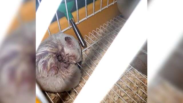 Cliente acusa pet shop de maus-tratos ap&oacute;s flagrar &quot;porquinho&quot; ferido em gaiola 