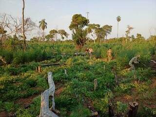 Narcos derrubam mata para cultivar ro&ccedil;a que renderia 21 toneladas de maconha