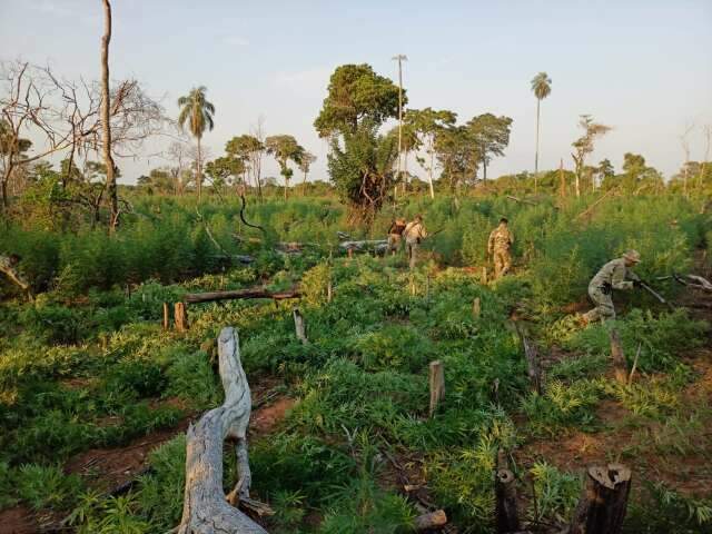 Narcos derrubam mata para cultivar ro&ccedil;a que renderia 21 toneladas de maconha