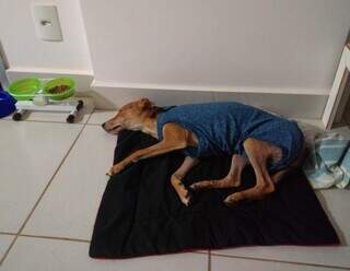 Cachorro após primeiros procedimentos depois do resgate. (Foto: Arquivo Pessoal)