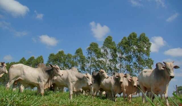 MS já é primeiro do País em integração lavoura, pecuária e floresta