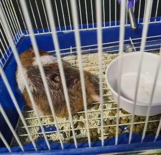 Investigação é instaurada contra pet shop acusado de maltratar hamsters