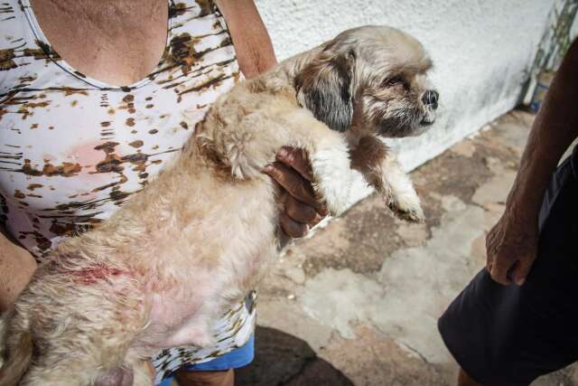  Idoso e cachorro ficam feridos ap&oacute;s ataque de rottweiler