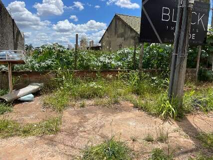 Em terreno abandonado, chuva provoca infestação de caramujos