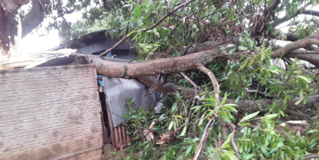 Temporal com granizo destelha casas, derruba &aacute;rvores e poste de energia el&eacute;trica