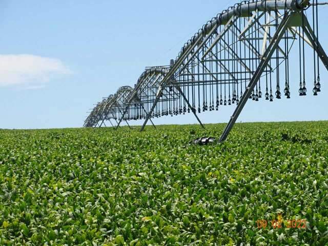 Valor bruto da produção do campo de MS cresce 17,8% em quatro anos 