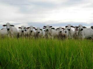 Na pecuária, o setor de bovinos teve um crescimento do VBP foi de 35,9%. (Foto: Arquivo/Embrapa)