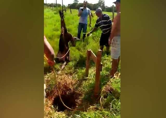 Bezerro &eacute; resgatado com ajuda de retroescavadeira ap&oacute;s cair em po&ccedil;o de 2 metros