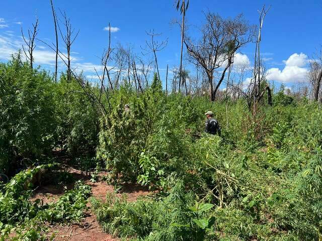 Paraguai e Brasil fazem nova investida contra ro&ccedil;as de maconha na fronteira