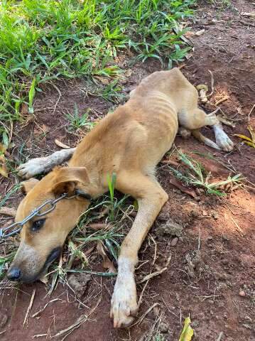 C&atilde;o desnutrido e infestado de carrapatos &eacute; resgatado e tutora multada