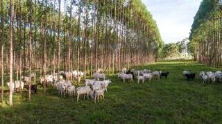 Gado em meio ao pasto e eucaliptos, exemplo de integração entre pecuária e floresta. (Foto: Fazenda Santa Vergínia) - CREDITO: CAMPO GRANDE NEWS