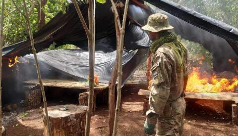 Operação contra roças de maconha já destruiu 450 toneladas da droga