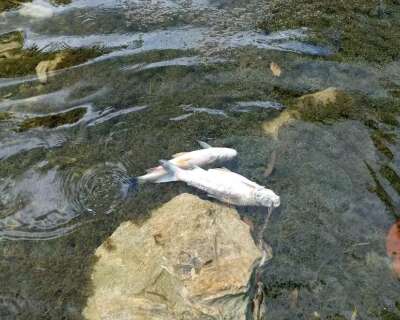 Espécies de peixes aparecem boiando, mortas dentro do Rio Salobra