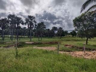 Parte da área na Fazenda Santa Terezinha, em Coxim. (Foto: Divulgação)
