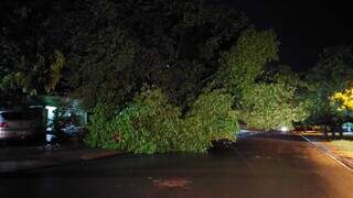 Vendaval derrubou diversas árvores de grande porte. (Foto: Divulgação/Energisa)