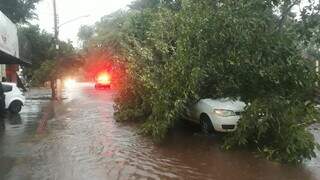 Carro coberto por árvore derrubada pelo temporal de hoje em Dourados (Foto: Direto das Ruas)