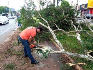 Equipe da Defesa Civil corta árvore caída na Avenida Marcelino Pires. (Foto: Divulgação)
