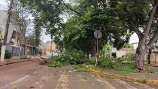 Rua Melvin Jones, no centro de Dourados, ainda interditada 18 horas após temporal. (Foto: Helio de Freitas)