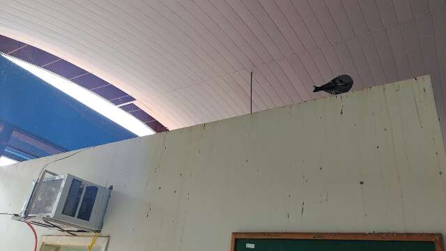 Leitor reclama de unidade de sa&uacute;de infestada de fezes de pombo no Los Angeles 