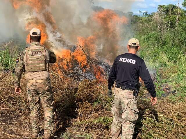 Em 10 dias, opera&ccedil;&atilde;o binacional elimina 281 hectares de maconha na fronteira