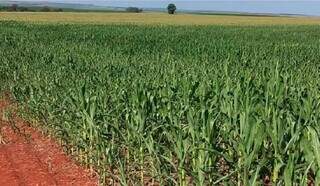 Plantio de milho e colheita da soja avançam em Mato Grosso do Sul. (Foto: Divulgação)