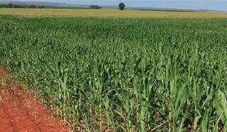 Plantio de milho e colheita da soja avançam em Mato Grosso do Sul. (Foto: Divulgação)