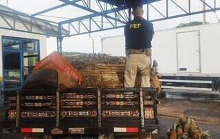Pol&iacute;cia encontra mais de 600 kg de drogas escondidas em carga de abacaxis