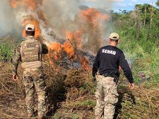 Agentes da Senad observam pés de maconha sendo queimados na fronteira com MS (Foto: Divulgação)