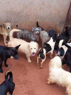 Alguns dos cachorros que estão no canil da ONG Cão Feliz. (Foto: Divulgação)