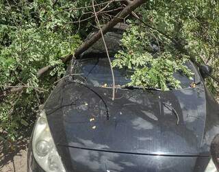 Galhos de &aacute;rvores caem em cima de carros e danificam para-brisa, teto e lataria 