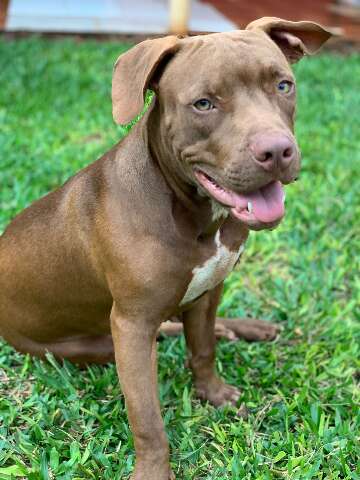 Mulher encontra vizinho com p&ecirc;nis na boca de seu pitbull