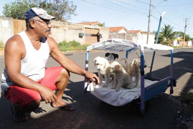 Cachorros são sensação em bairro da Capital e “xodós” de Sergio