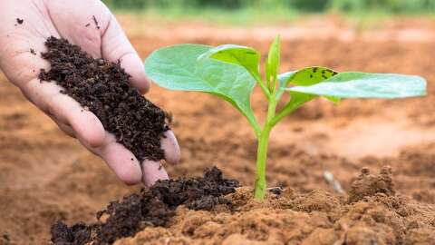 “Estamos monitorando”: Famasul sobre possível pausa na venda de fertilizantes
