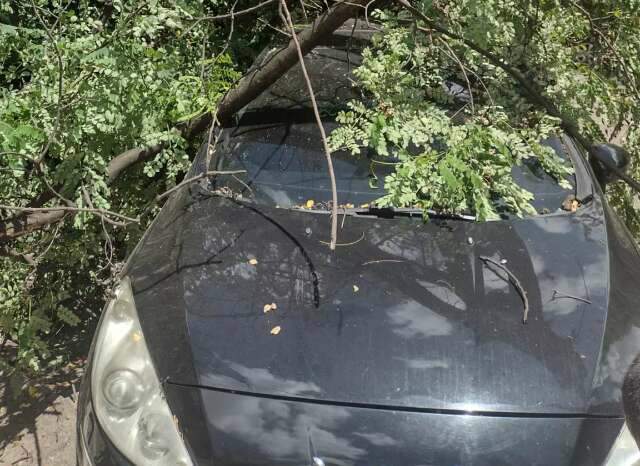 Galhos de &aacute;rvores caem em cima de carros e danificam para-brisa, teto e lataria 
