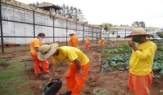 Detentos em trabalho com hortaliças. (Foto: Divulgação/Agepen)