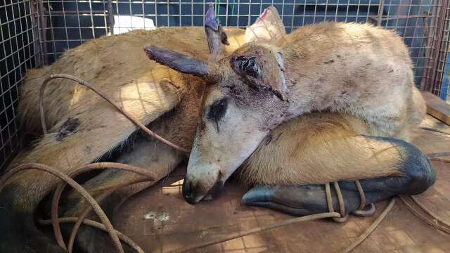 Cervo-do-pantanal fica em estado grave ap&oacute;s ser atacado por cachorros 