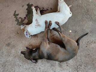 Os cachorros mortos após o ataque das abelhas. (Foto: Direto das Ruas)