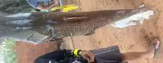 Exemplar do pescado que foi divulgado nas redes sociais (Foto: Divulgação/PMA)