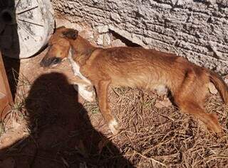 Cachorro foi encontrado no quintal da residência. (Foto: Divulgação / PMA)