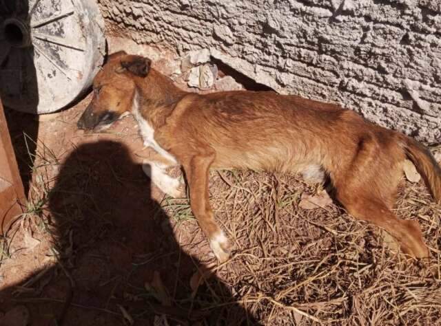 Cachorro morre de fome em casa e dono &eacute; multado em R$ 1 mil
