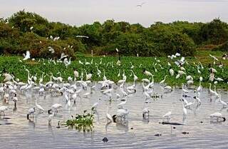 Mesmo com as belezas naturais do Pantanal e todo o potencial de ecoturismo, Mato Grosso do Sul não consegue entrar na lista dos principais destinos turísticos do país (Foto: Reprodução)