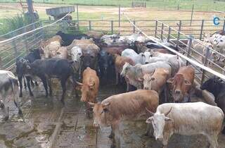 Bovinos prontos para o abate em frigorífico de MS; incentivo pago por animal é de R$ 118,20. (Foto/Divulgação)   