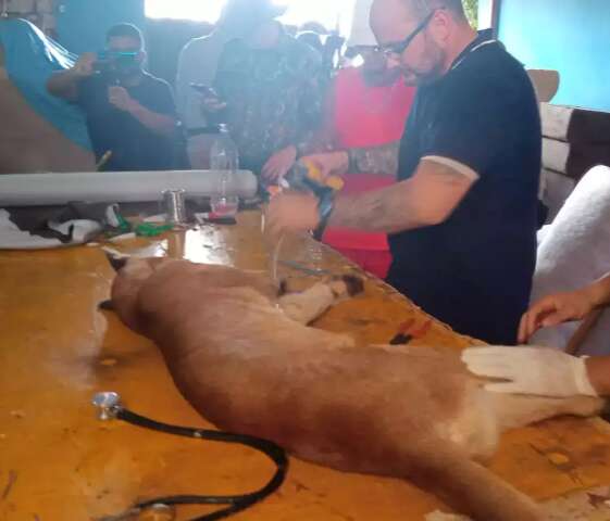 On&ccedil;a-parda &eacute; capturada com tranquilizante e deve ser solta em at&eacute; 4 horas
