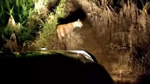 Vídeo mostra momento em que onça-parda é solta em reserva florestal